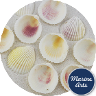 Cockle Shells - 50 Pack